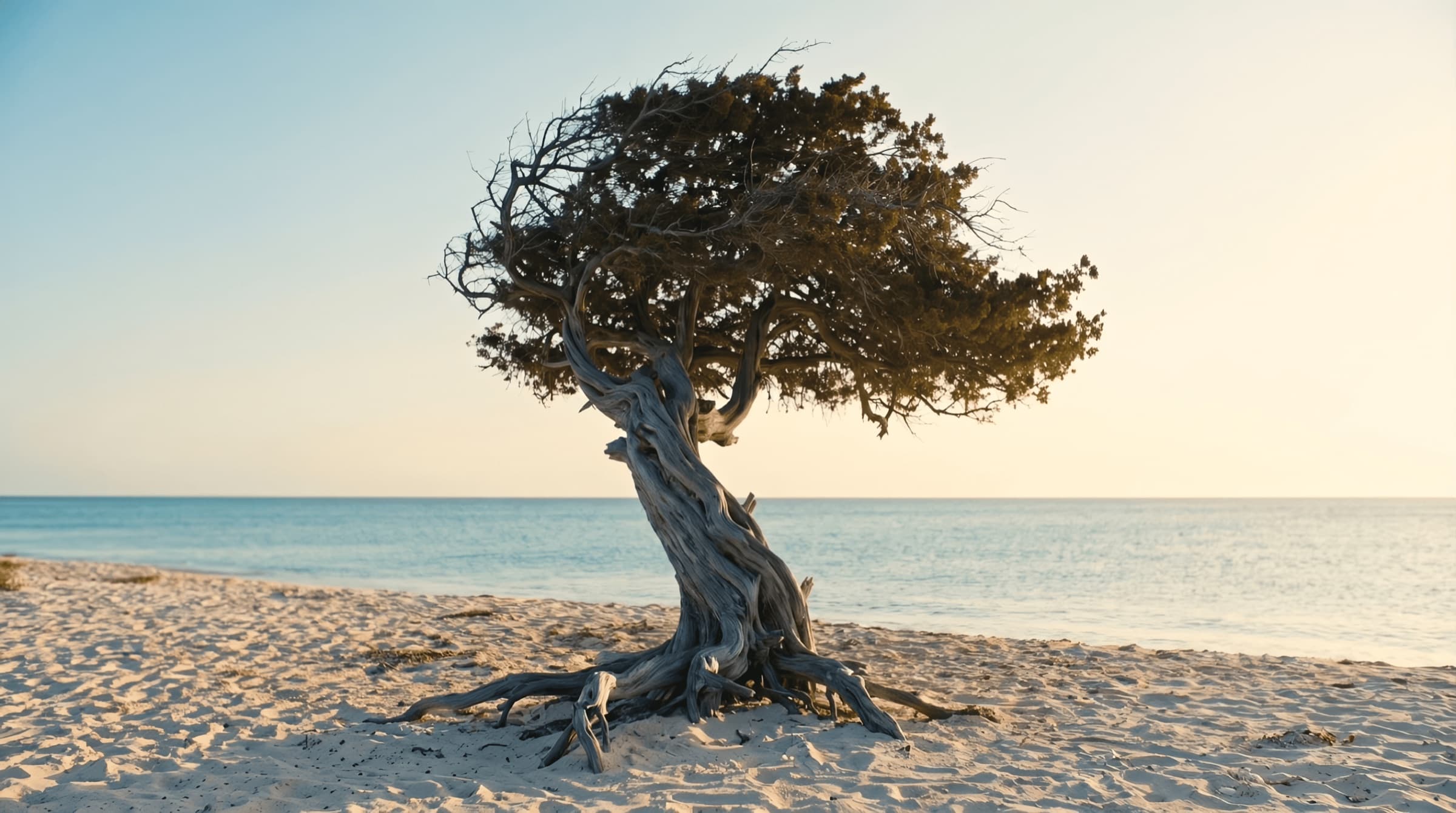A divi-divi tree on the beach